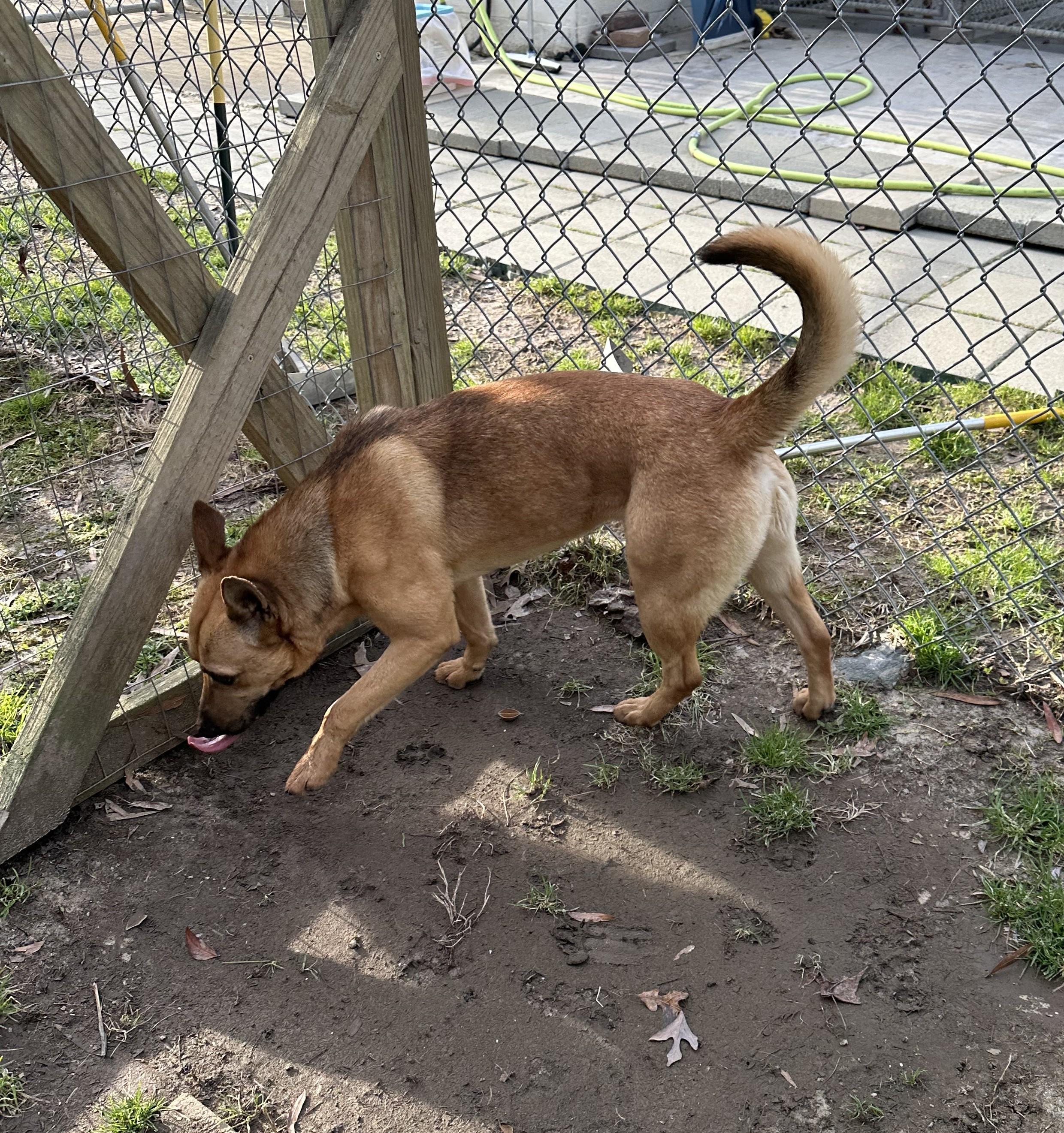 Butch, a Adoptable mixed breed in Ashland, VA image 3/5