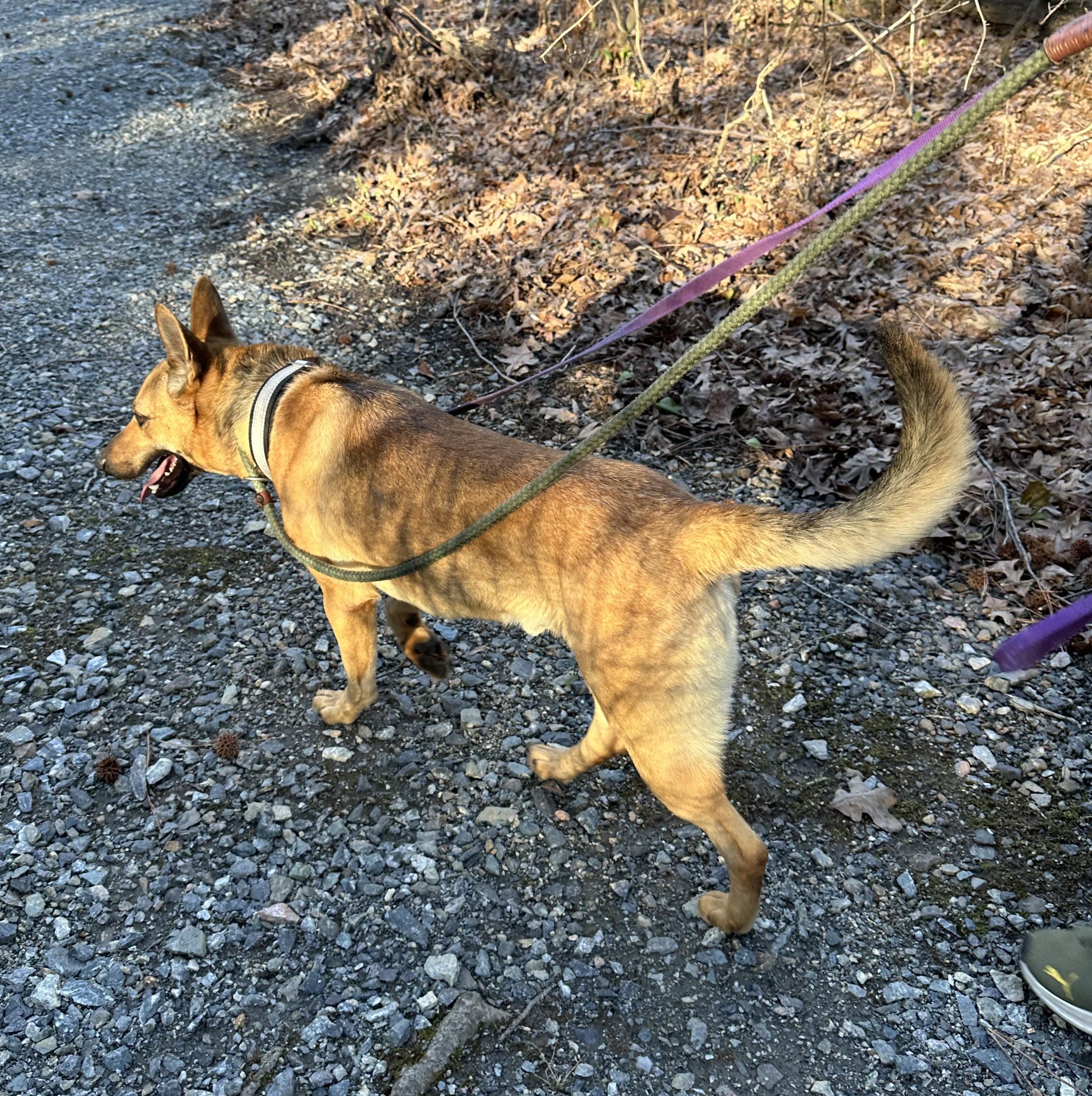 Butch, a Adoptable mixed breed in Ashland, VA image 4/5