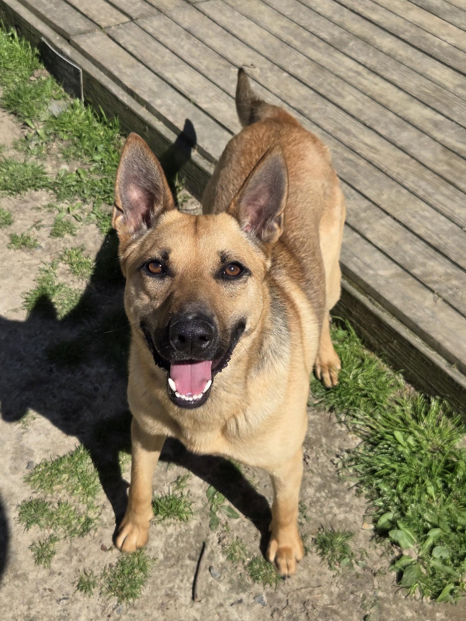 Butch, a Adoptable mixed breed in Ashland, VA image 1/5