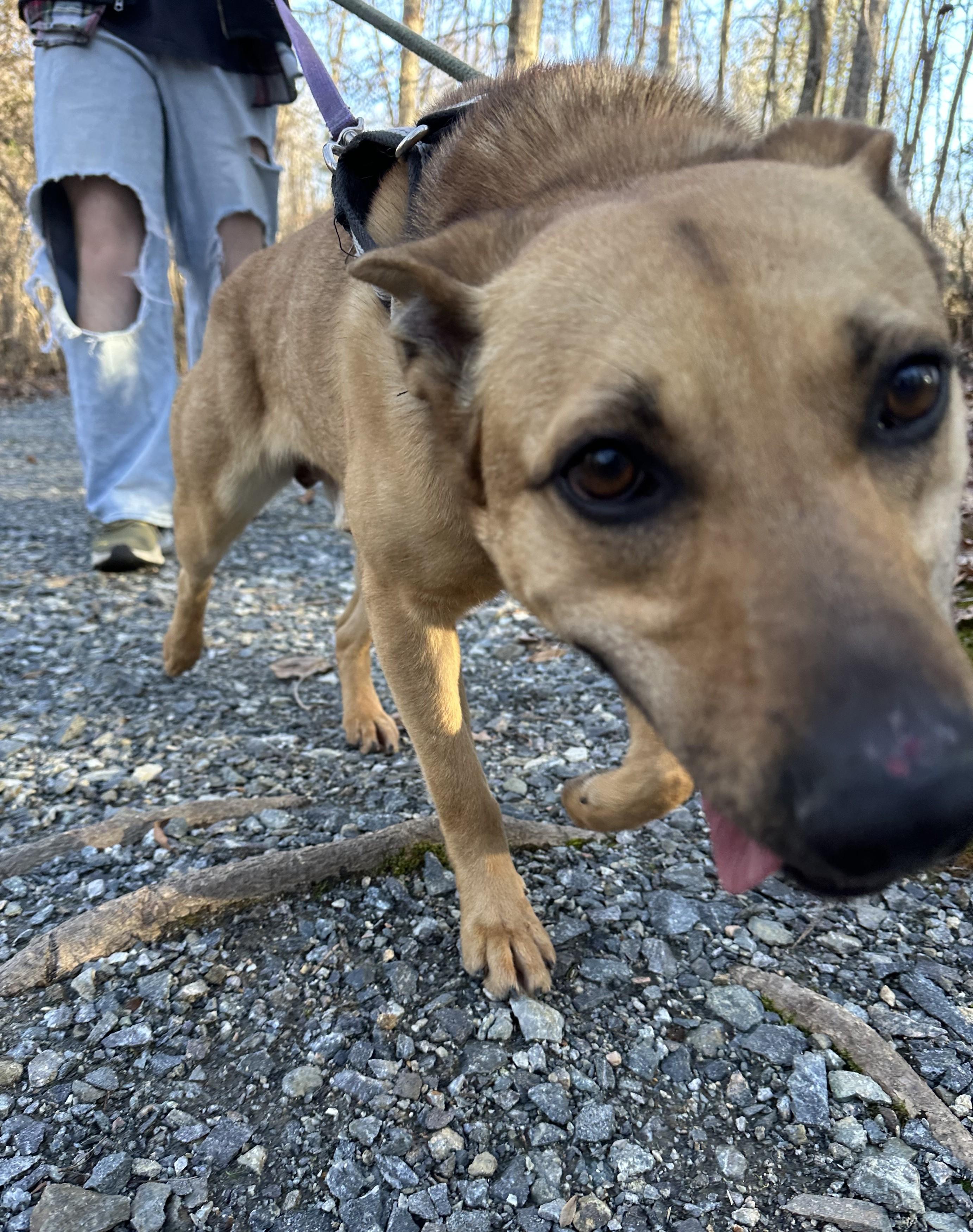 Butch, a Adoptable mixed breed in Ashland, VA image 5/5