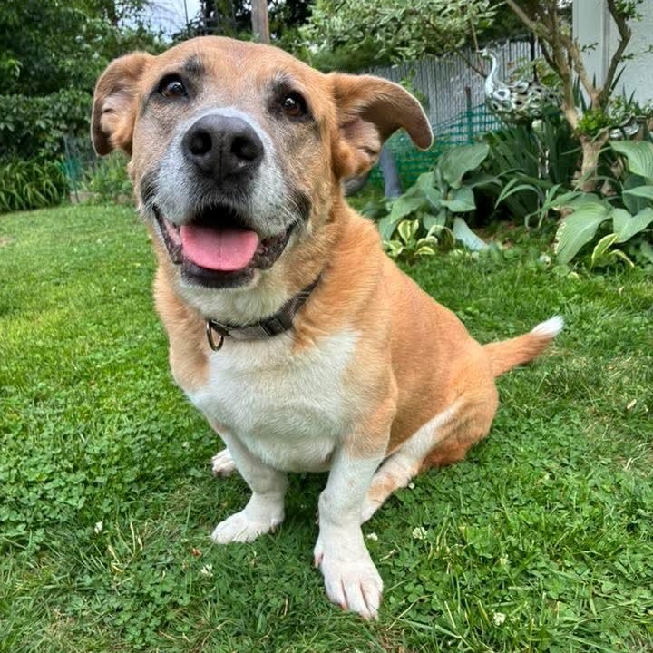 Enlarge Lady, a Adoptable Mixed Breed in East Peoria, IL image 4/6
