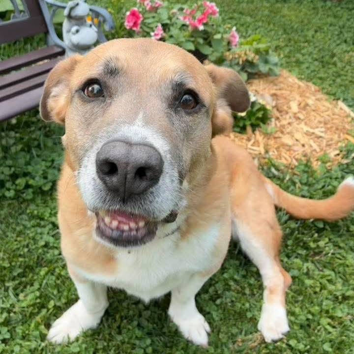 Enlarge Lady, a Adoptable Mixed Breed in East Peoria, IL image 5/6