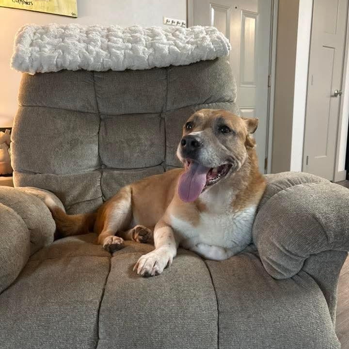Enlarge Lady, a Adoptable Mixed Breed in East Peoria, IL image 3/6