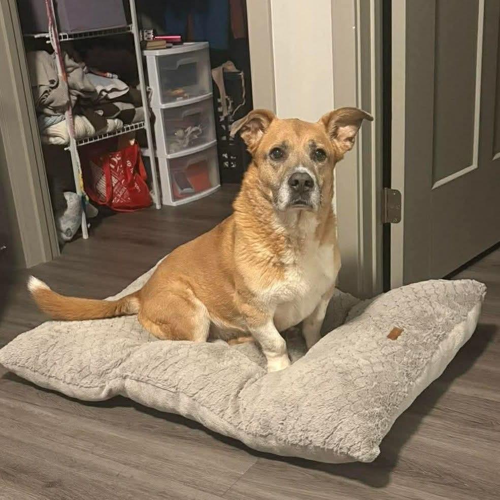 Enlarge Lady, a Adoptable Mixed Breed in East Peoria, IL image 6/6