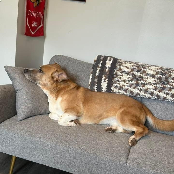 Enlarge Lady, a Adoptable Mixed Breed in East Peoria, IL image 2/6