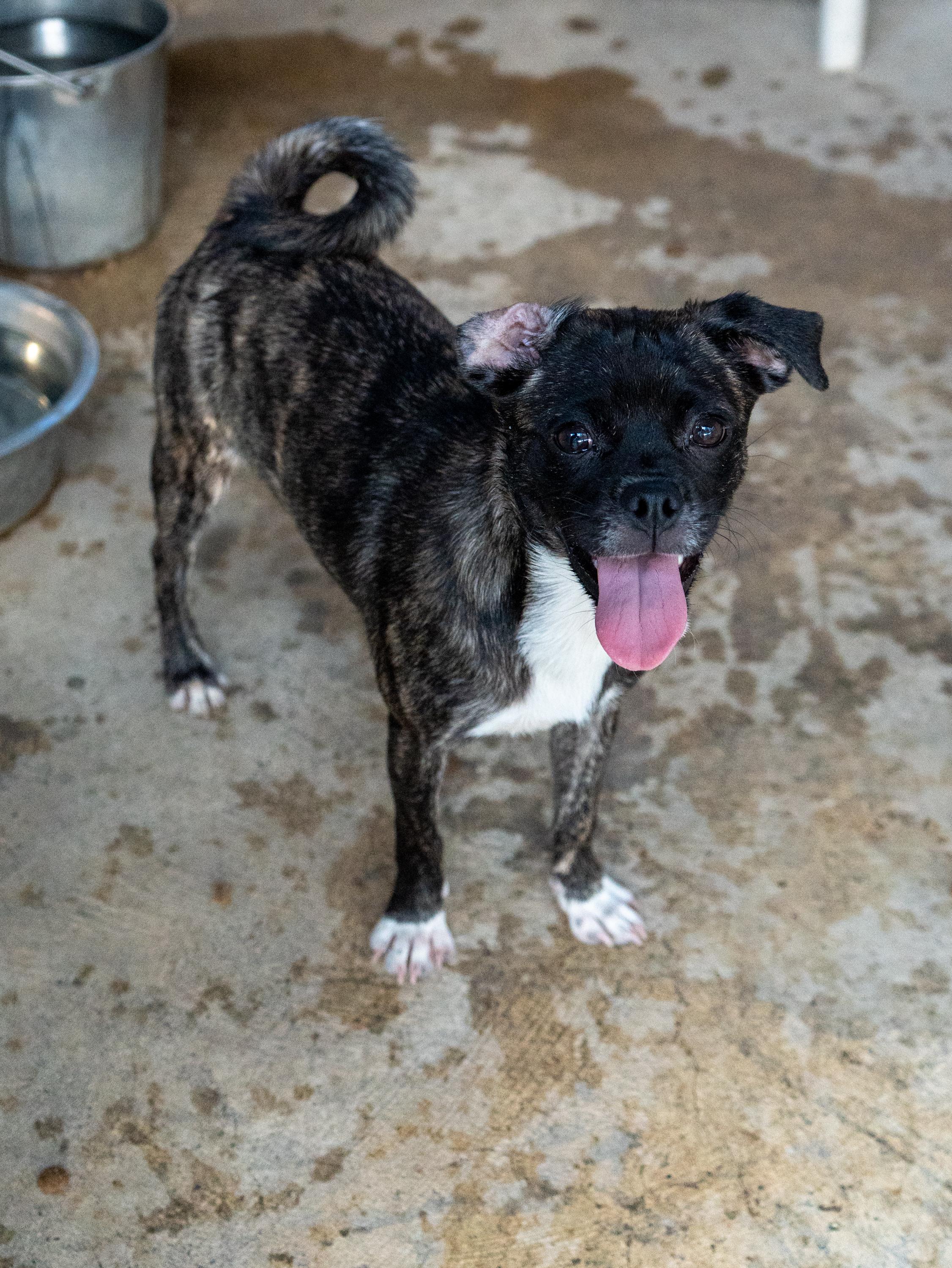 Enlarge MACCHIATO, a Adoptable mixed breed in Fresno, CA image 4/5