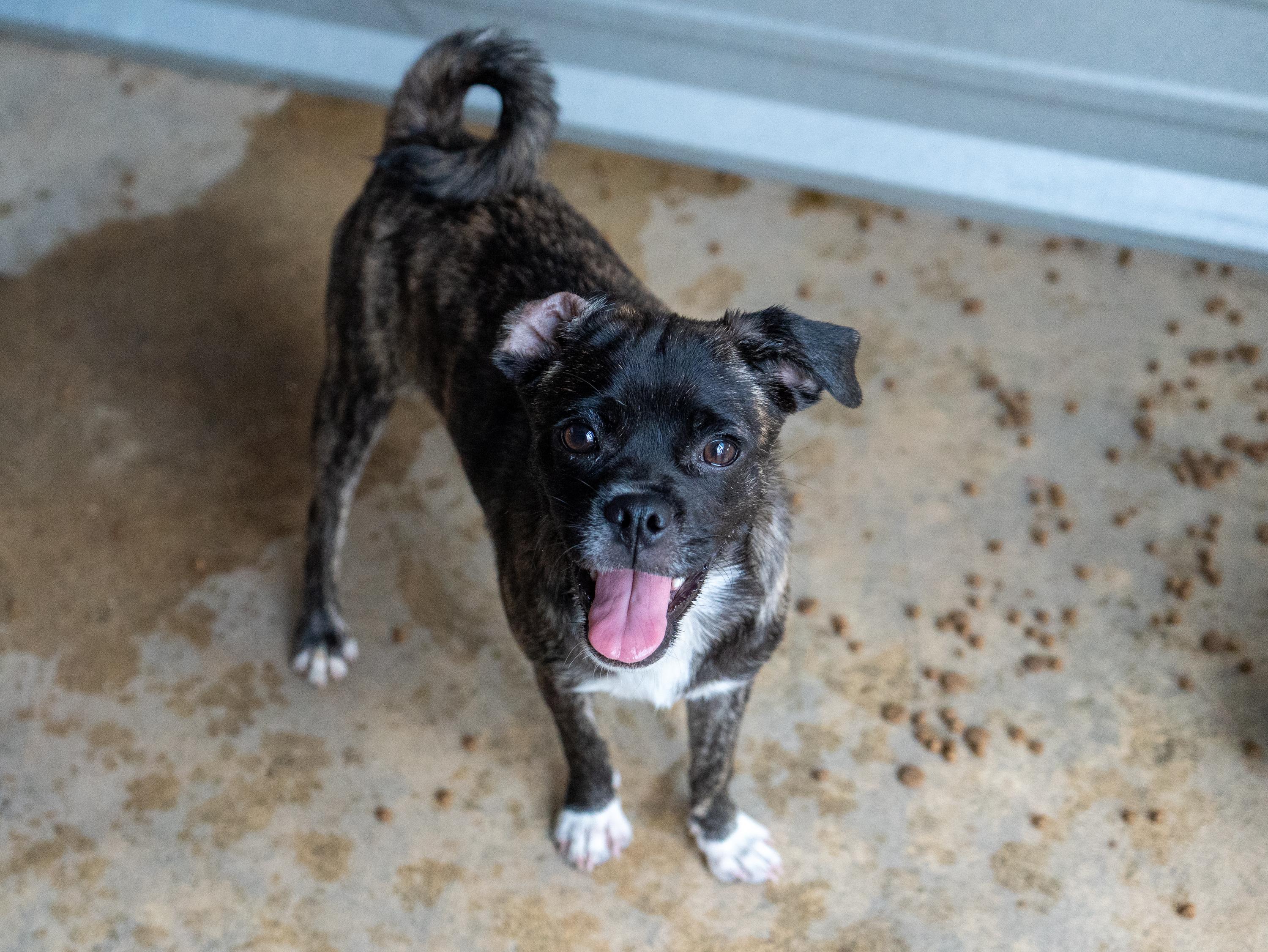 Enlarge MACCHIATO, a Adoptable mixed breed in Fresno, CA image 3/5