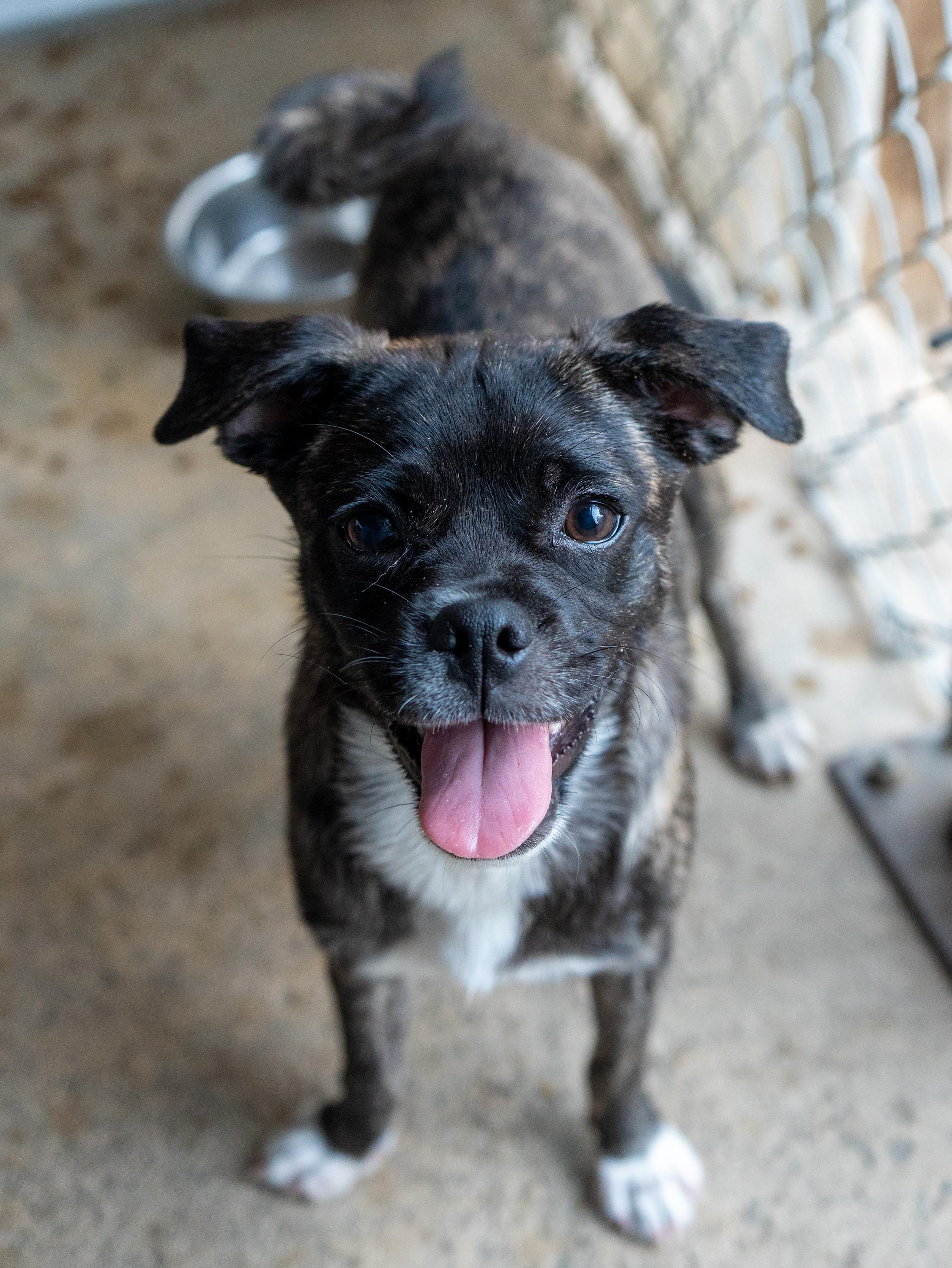 Enlarge MACCHIATO, a Adoptable mixed breed in Fresno, CA image 2/5