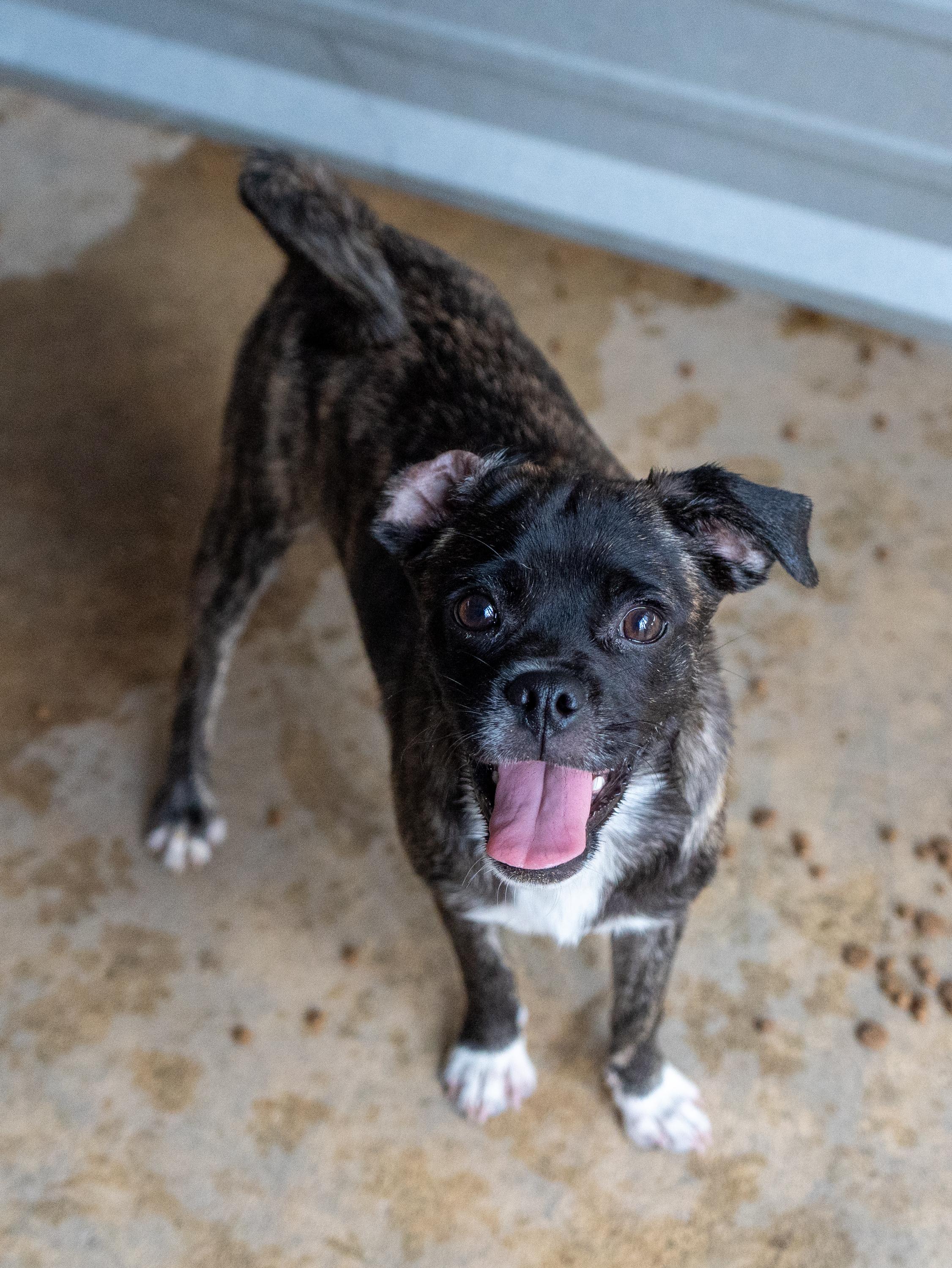 Enlarge MACCHIATO, a Adoptable mixed breed in Fresno, CA image 5/5
