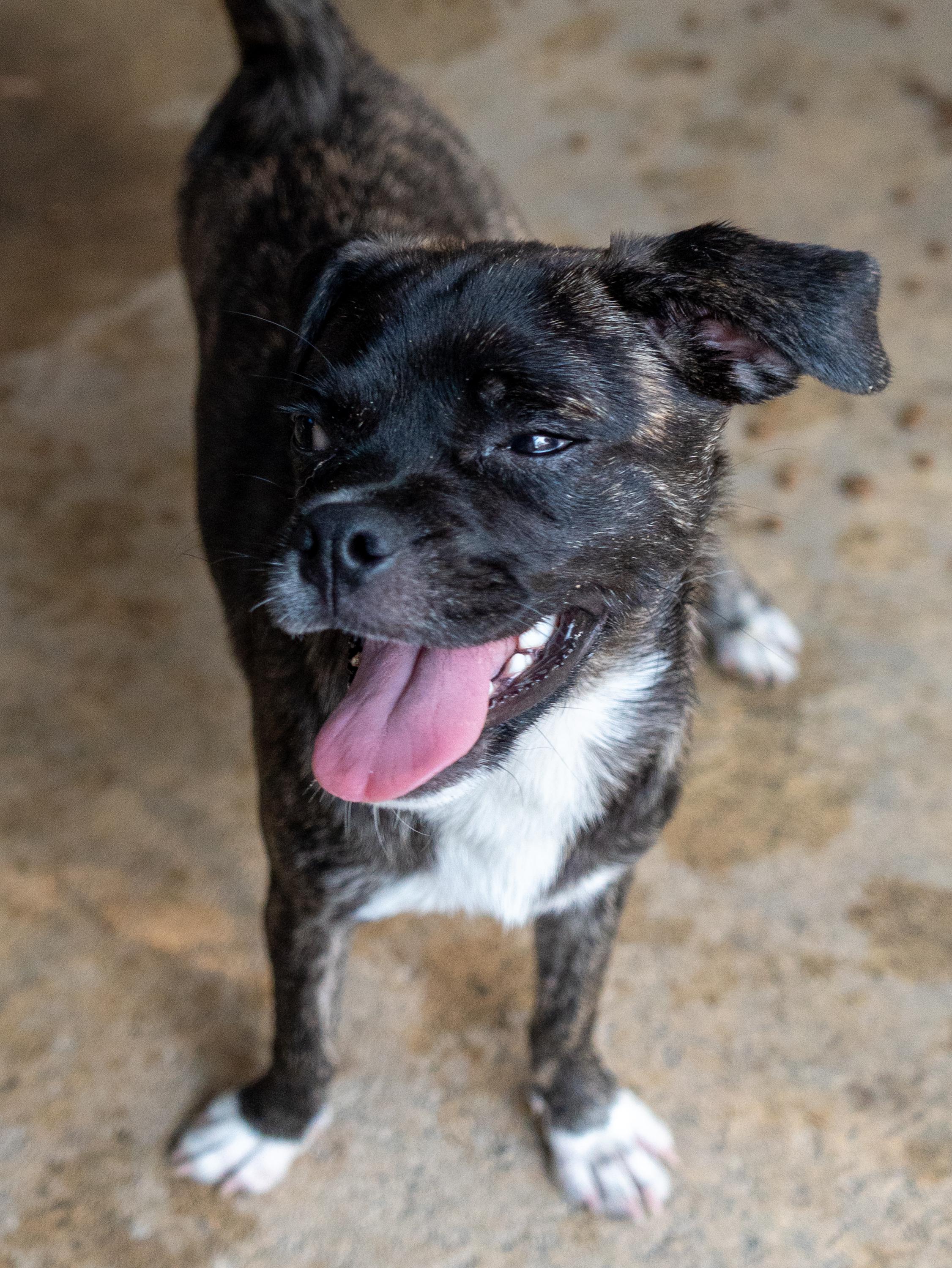 Enlarge MACCHIATO, a Adoptable mixed breed in Fresno, CA image 1/5