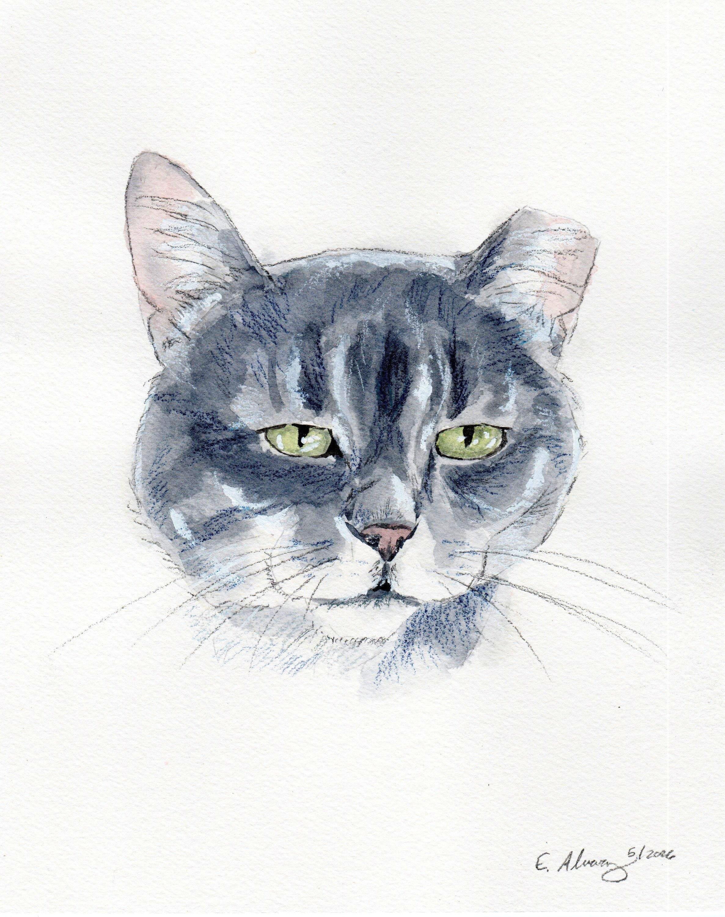 Enlarge Audi, a Adoption Pending Domestic Short Hair in Lemoyne, PA image 4/4