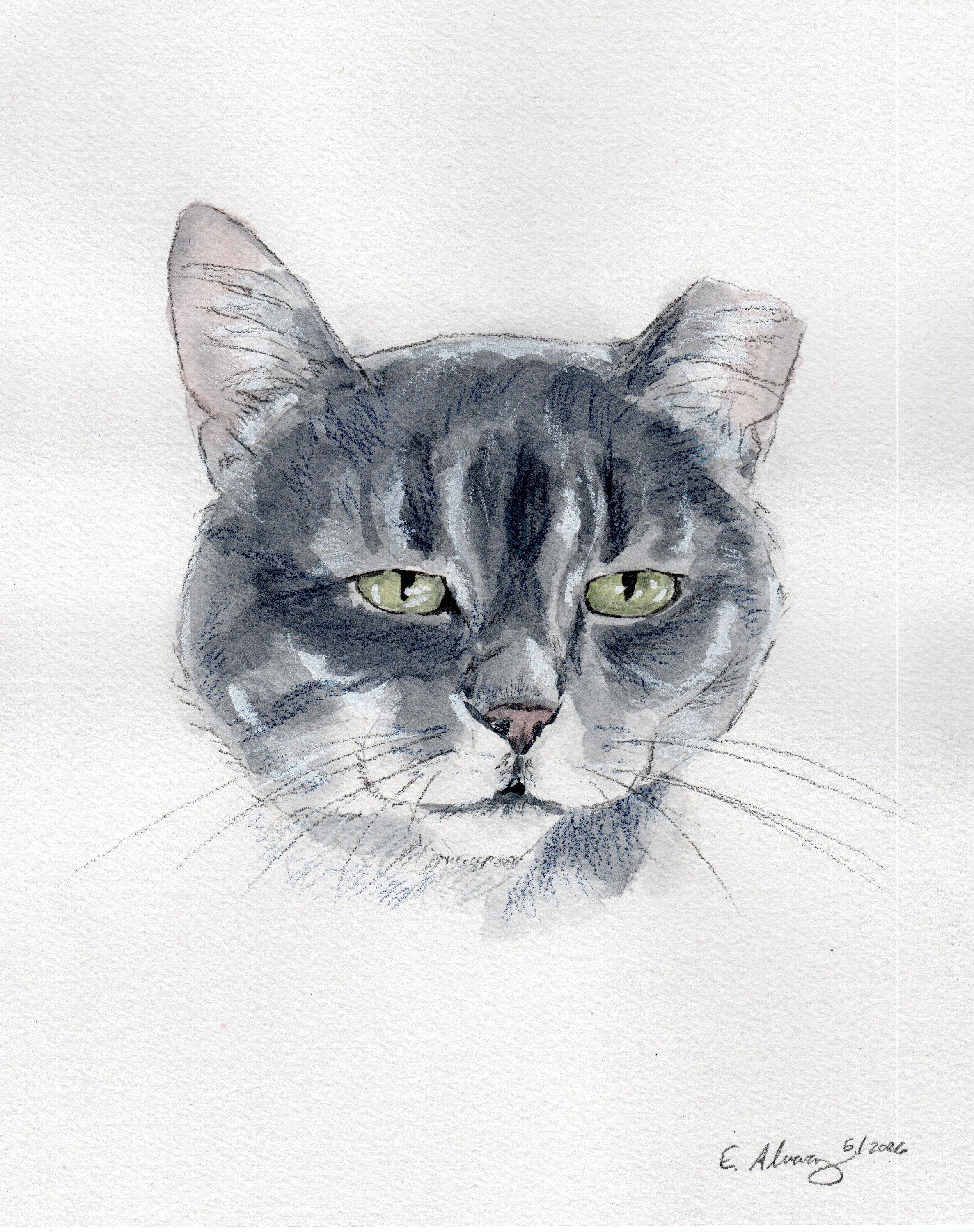 Audi, a Adoptable Domestic Short Hair in Lemoyne, PA image 4/4