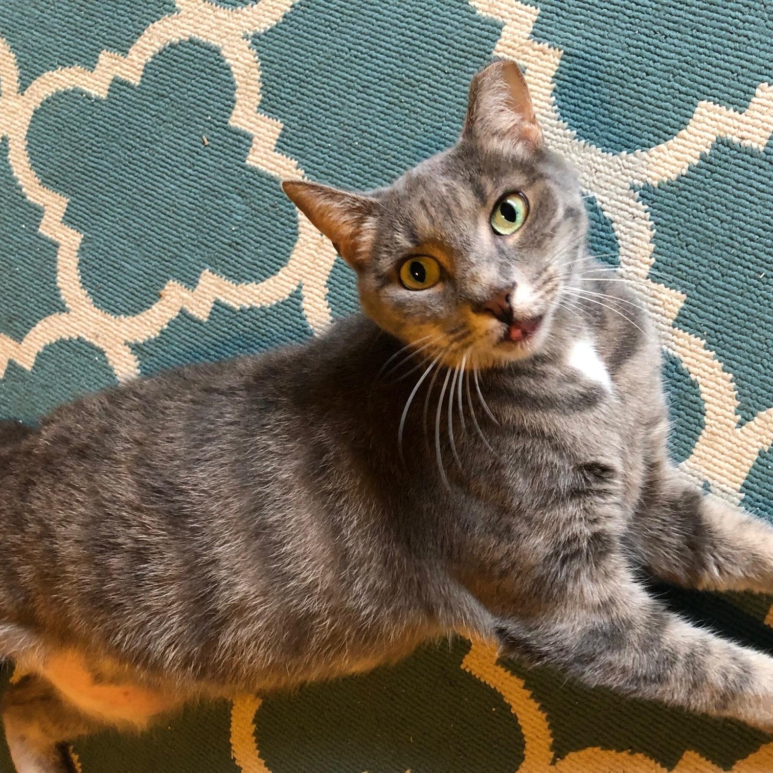 Audi, Adoptable, Adult Female Domestic Short Hair.