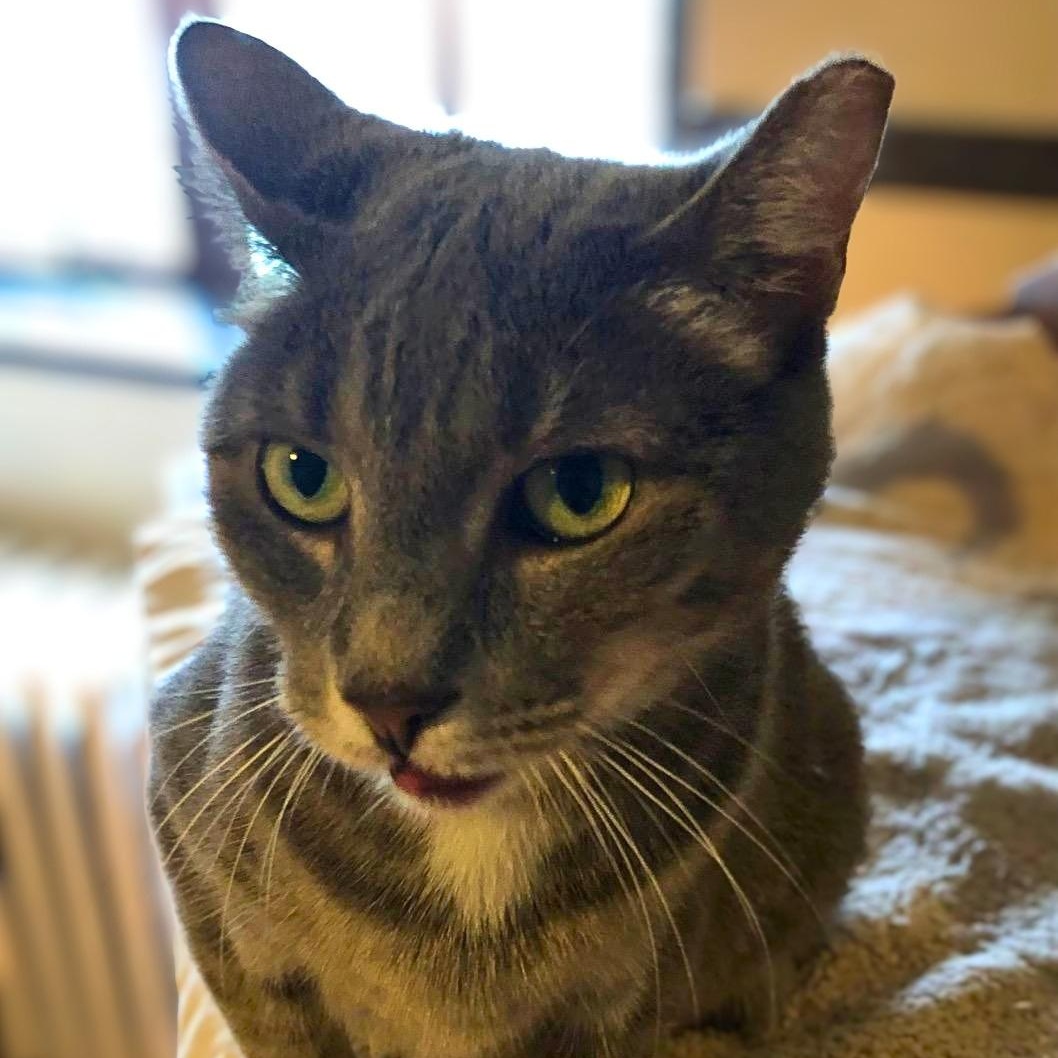 Enlarge Audi, a Adoption Pending Domestic Short Hair in Lemoyne, PA image 2/4