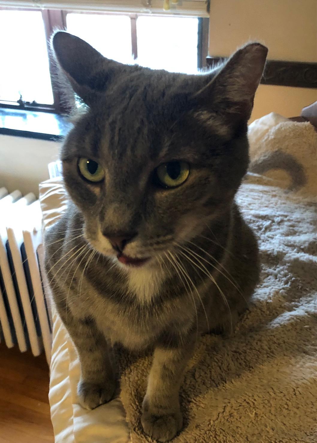 Audi, a Adoptable Domestic Short Hair in Lemoyne, PA image 2/4