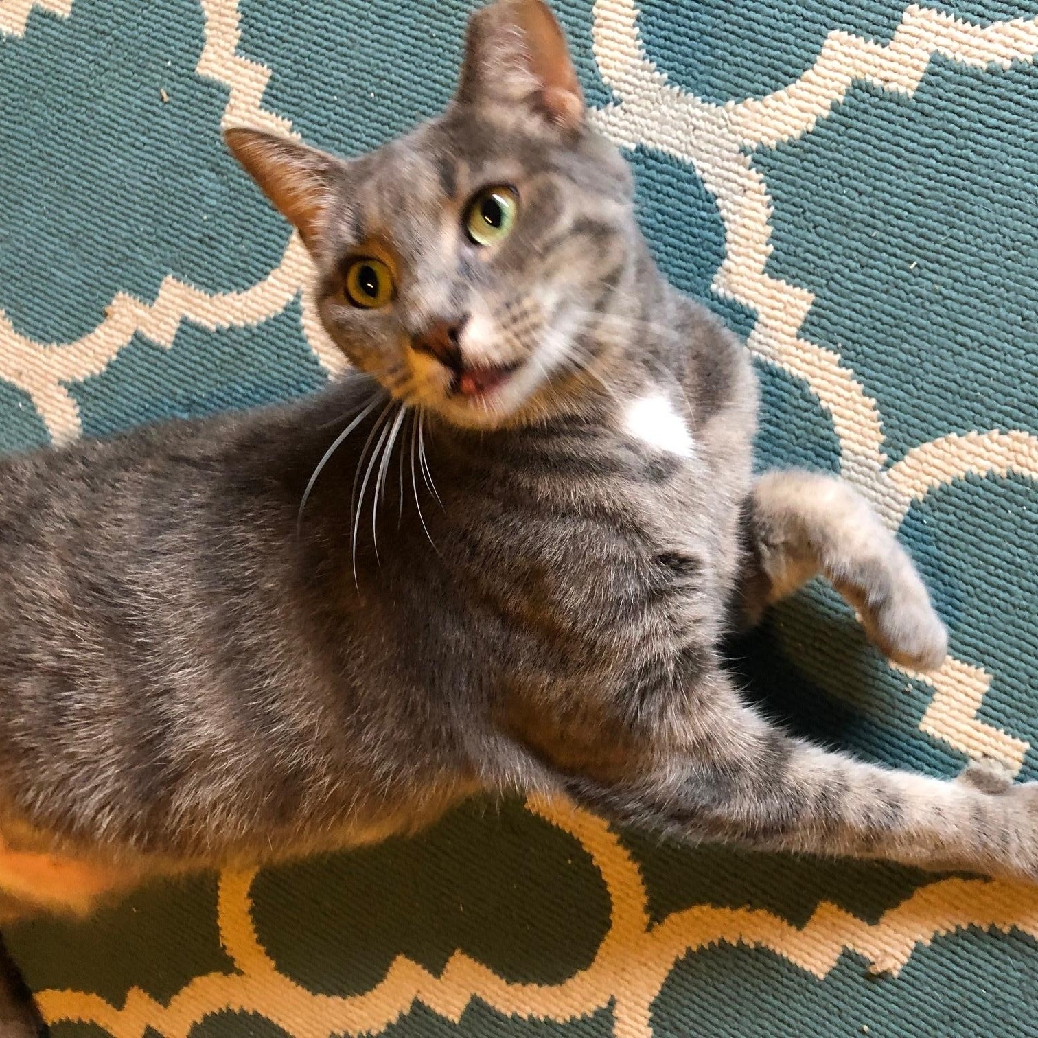 Audi, a Adoptable Domestic Short Hair in Lemoyne, PA image 3/4