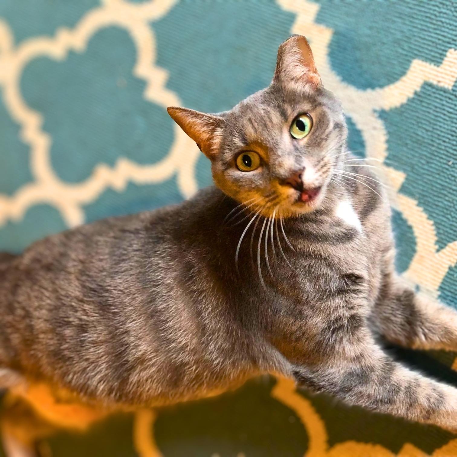 Audi, Adoptable, Adult Female Domestic Short Hair.