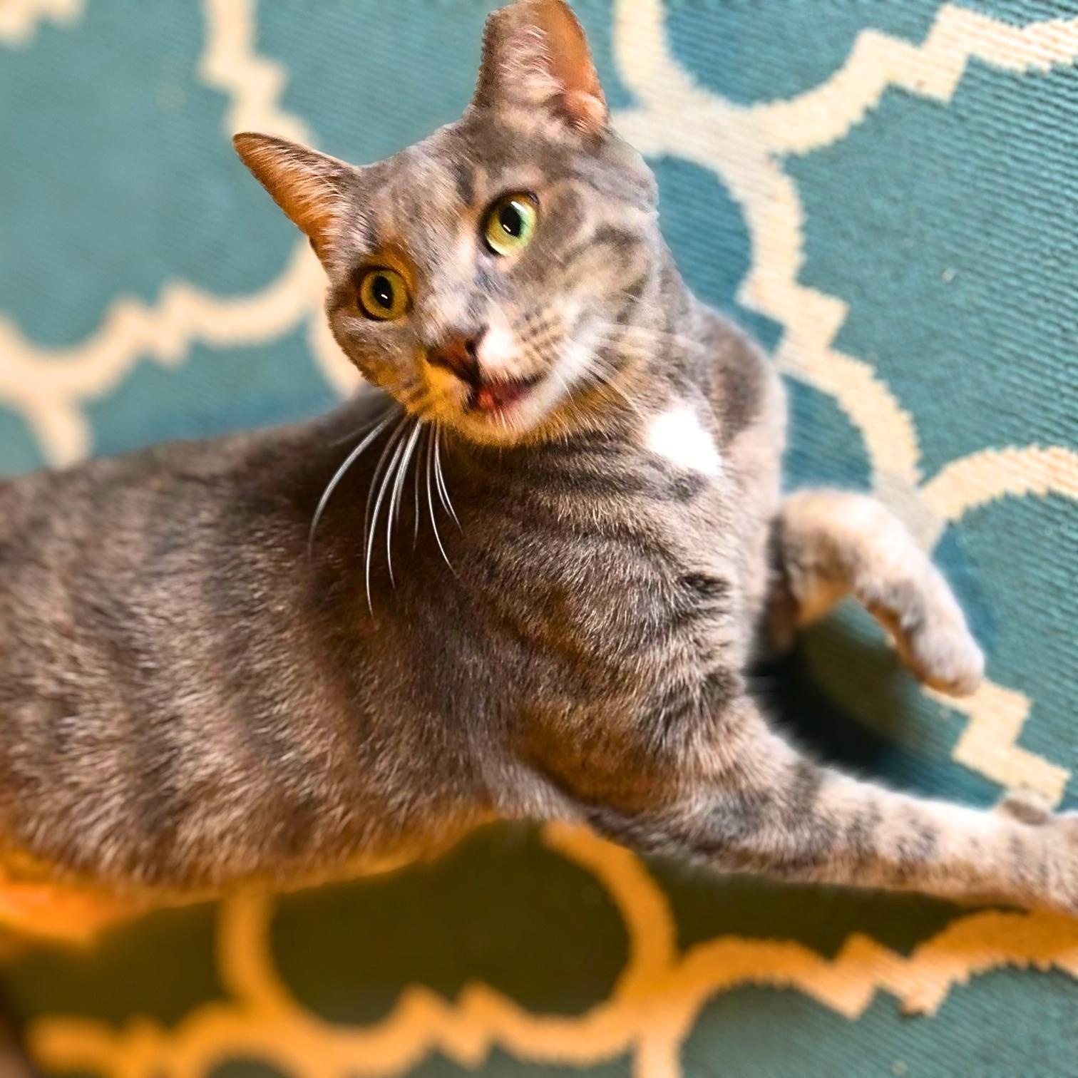 Enlarge Audi, a Adoption Pending Domestic Short Hair in Lemoyne, PA image 3/4