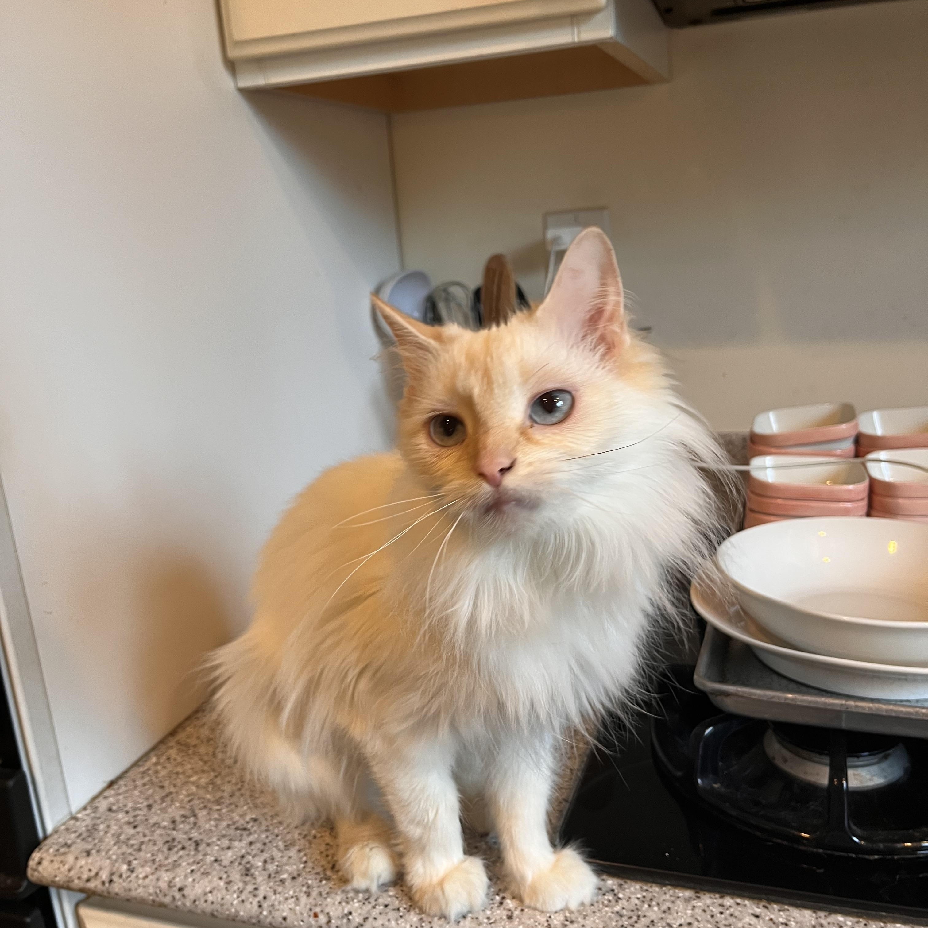Enlarge Miyah, an adopted Siamese in Landenberg, PA image 2/4