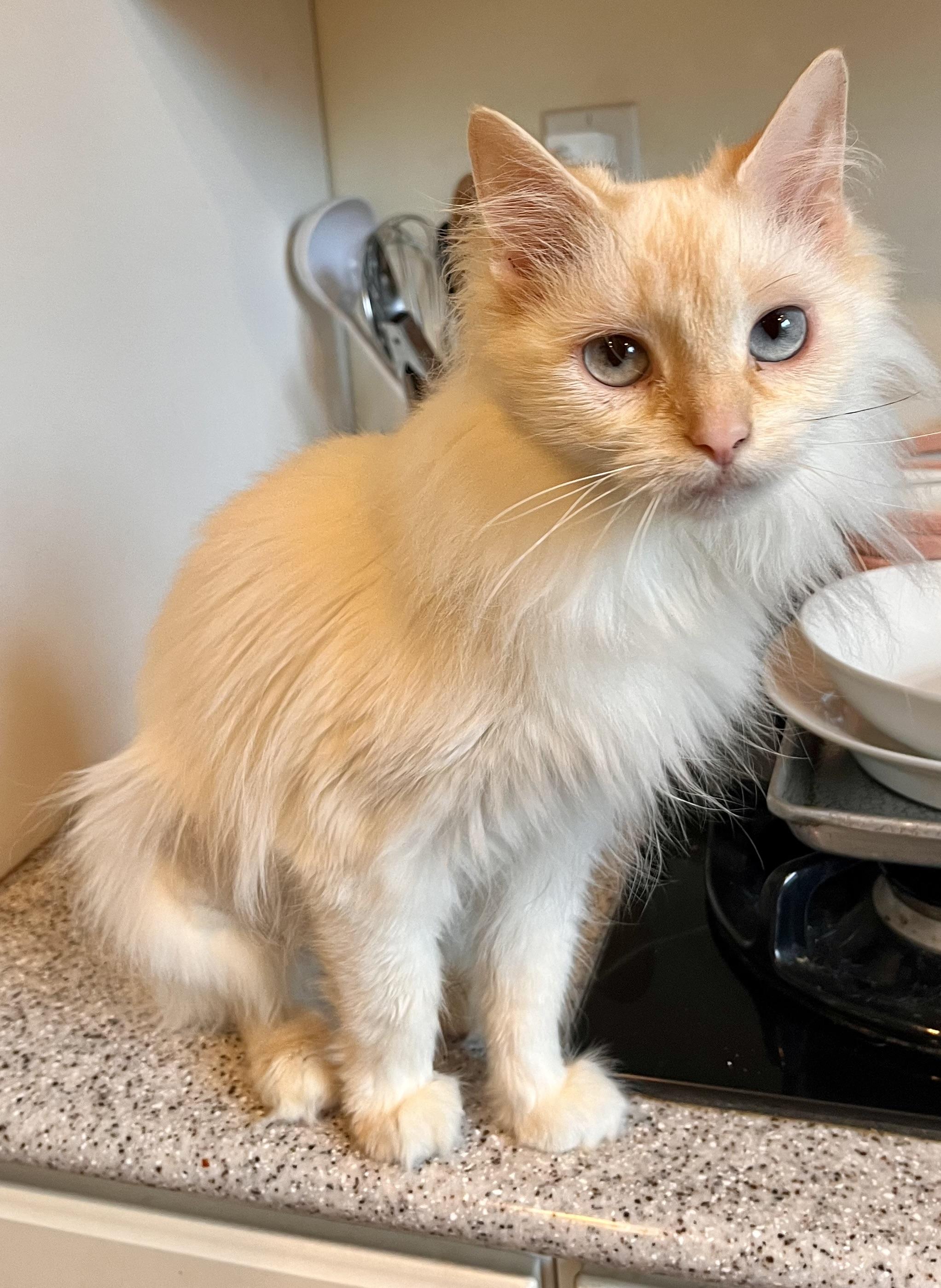 Enlarge Miyah, an adopted Siamese in Landenberg, PA image 4/4