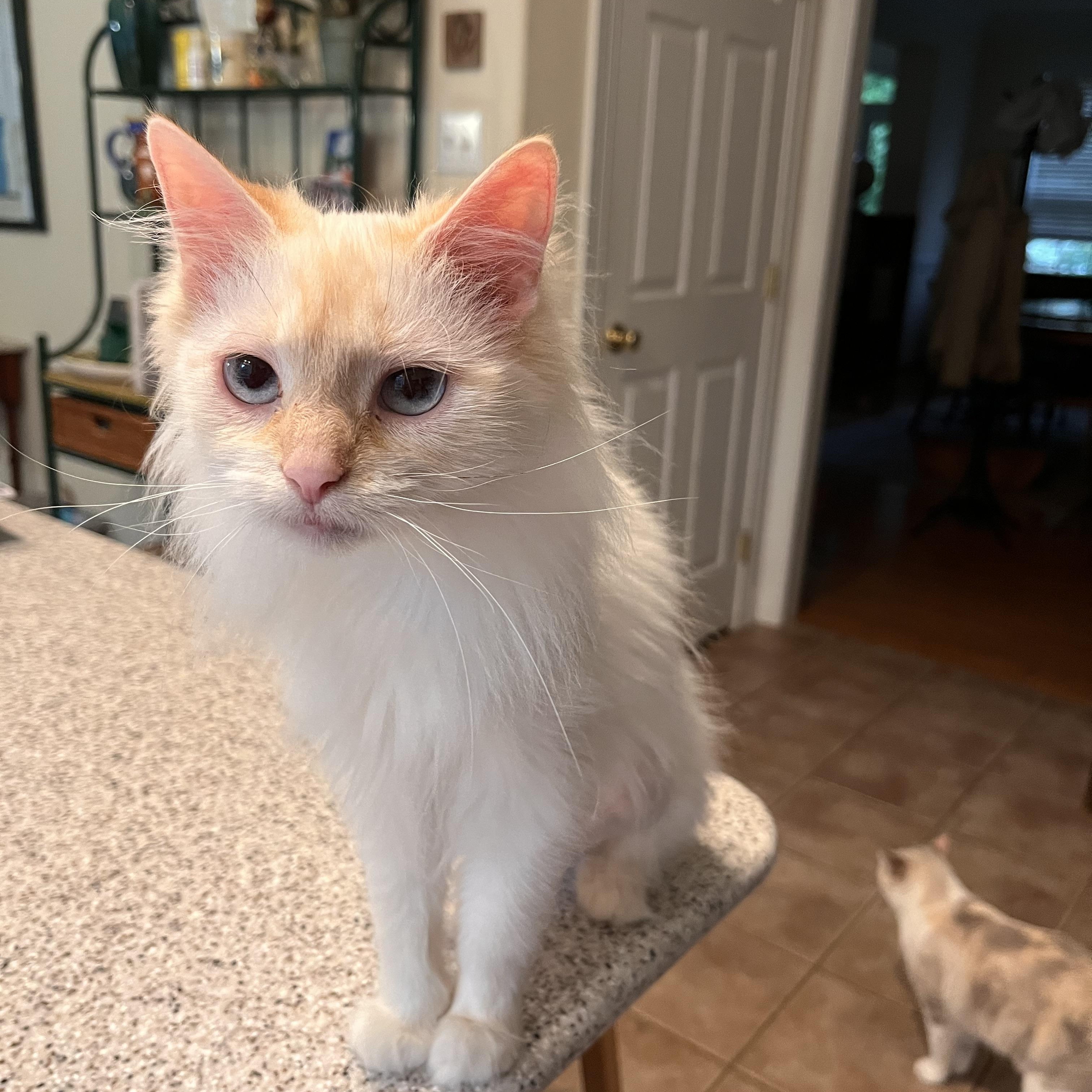 Enlarge Miyah, an adopted Siamese in Landenberg, PA image 3/4
