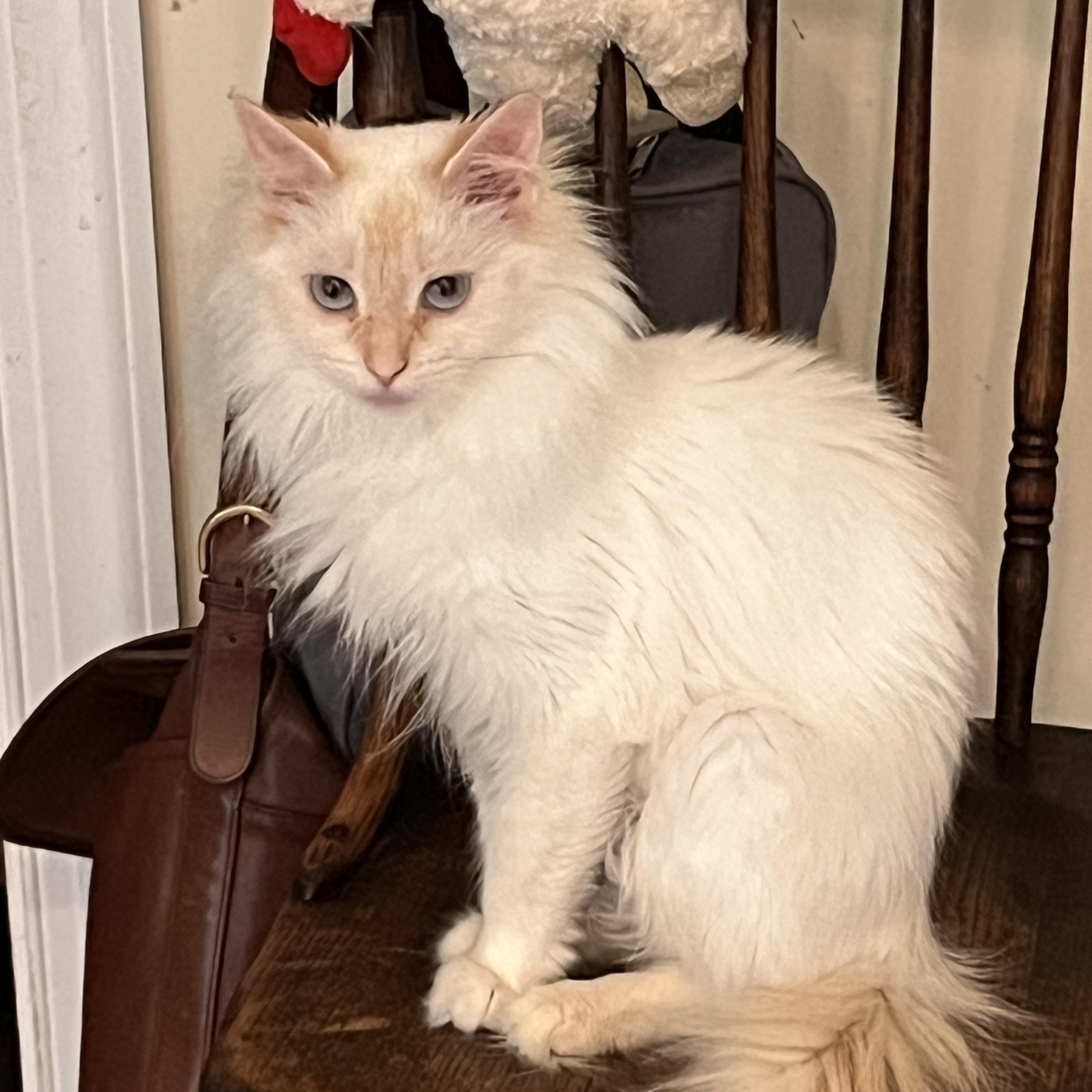 Miyah, adopted, Young Female Siamese.