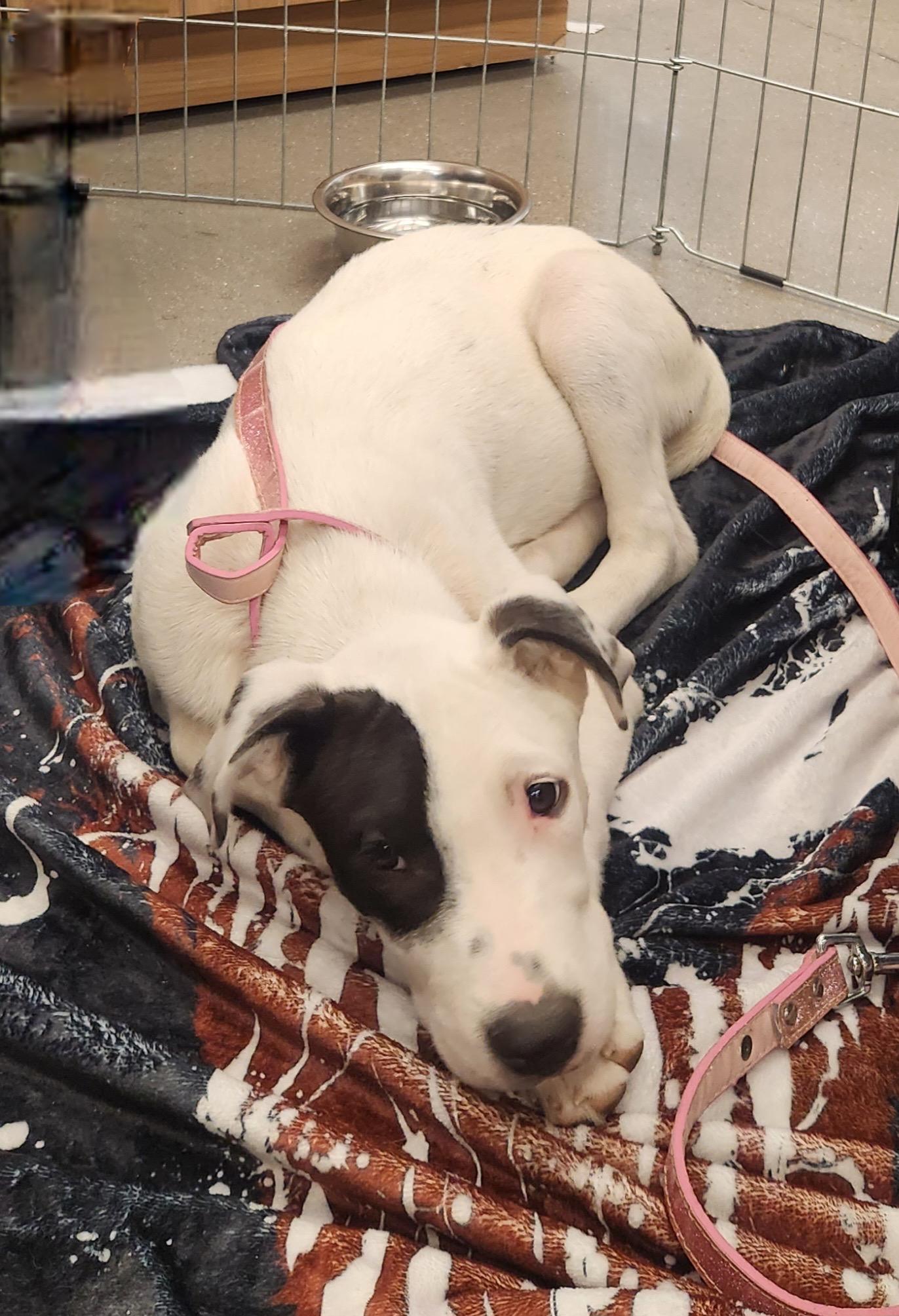 Enlarge CALA, an adopted mixed breed in Las Vegas, NV image 2/3