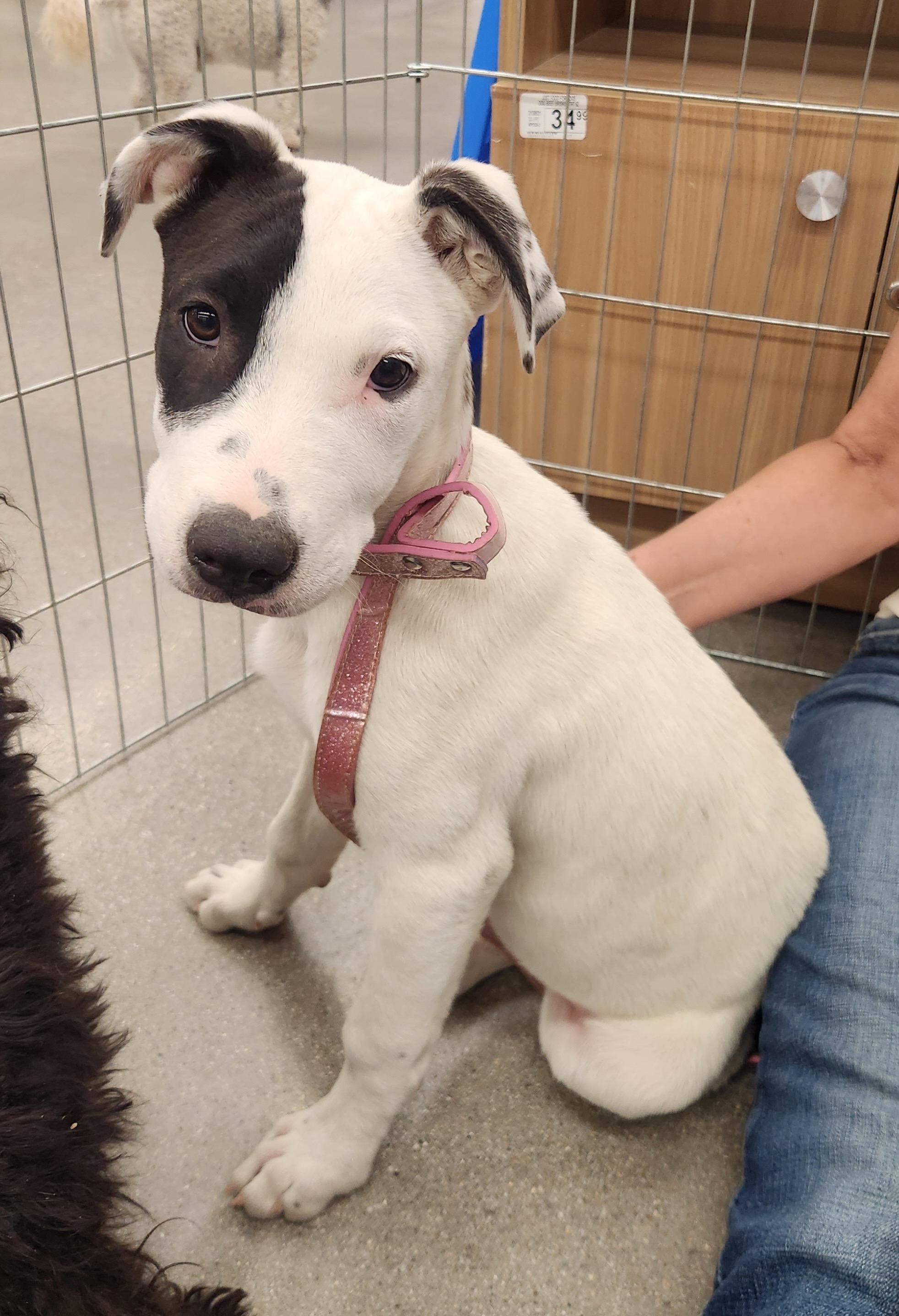 Enlarge CALA, an adopted mixed breed in Las Vegas, NV image 3/3