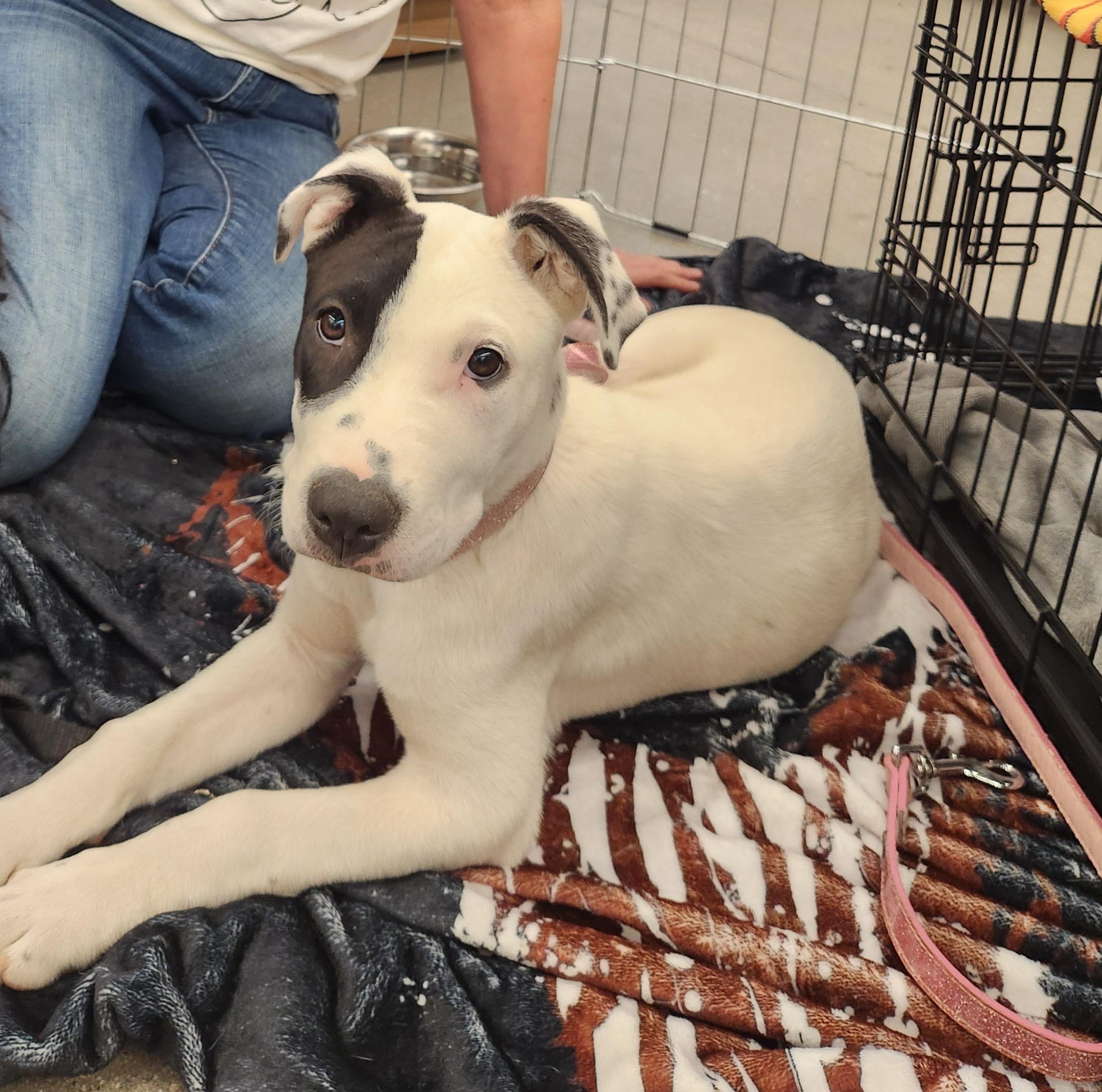 CALA, adopted, Puppy Female Pit Bull Terrier.