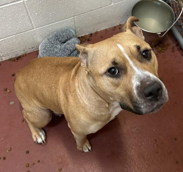 Nebula, Adoptable, Adult Female Pit Bull Terrier.