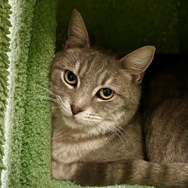 Carole King, Adoptable, Adult Female Domestic Short Hair.