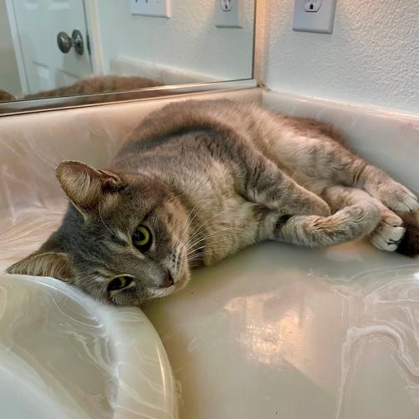 Enlarge Carole King, a Adoptable mixed breed in Walnut Creek, CA image 2/4