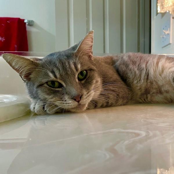 Enlarge Carole King, a Adoptable mixed breed in Walnut Creek, CA image 3/4