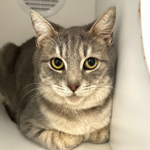 Enlarge Carole King, a Adoptable mixed breed in Walnut Creek, CA image 4/4