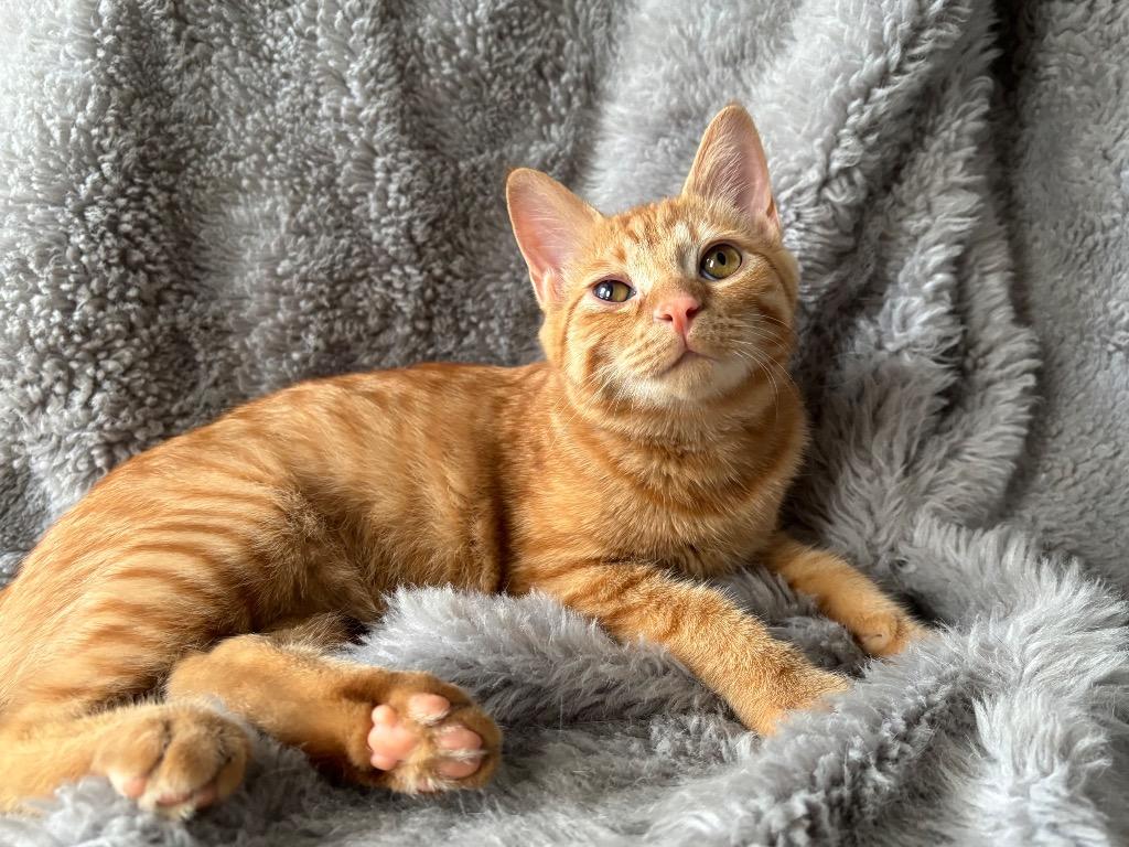 Toasty, Adoptable, Kitten Male Domestic Short Hair.