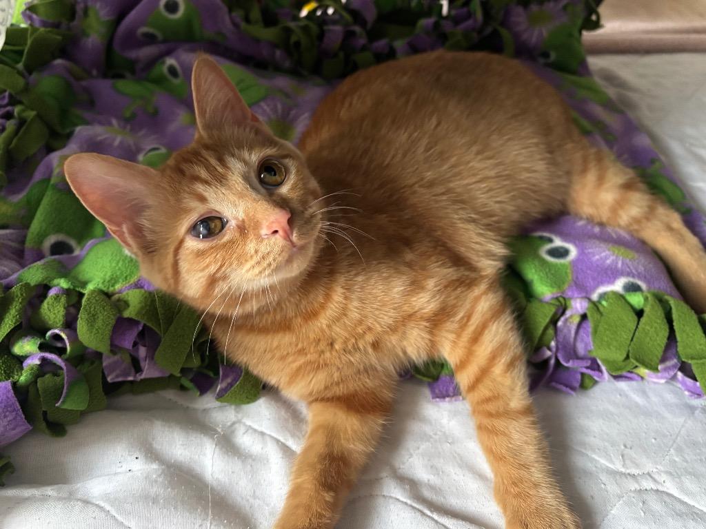 Toasty, a Adoptable mixed breed in Detroit, MI image 2/2