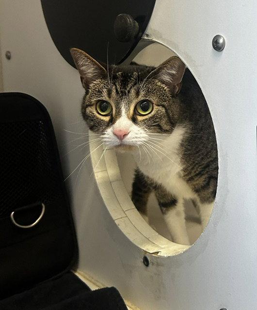 Enlarge Bella 3 years, a Adopted Domestic Short Hair in Sterling, MA image 1/1