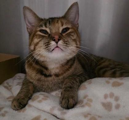 Star, Adoptable, Adult Female Domestic Short Hair & Domestic Short Hair.