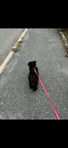 Spunky Silas * * Foster Needed in Mass Shelter* *, Adoptable, Senior Male Pomeranian & Chihuahua.