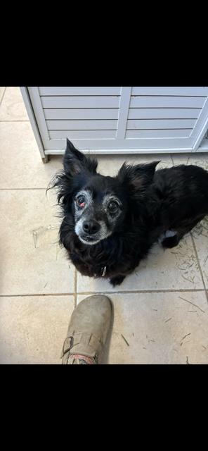 Spunky Silas * * Foster Needed in Mass Shelter* *, Adoptable, Senior Male Pomeranian & Chihuahua.