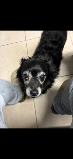 Enlarge Spunky Silas * * Foster Needed in Mass Shelter* *, a Adoptable mixed breed in Randolph, MA image 3/4
