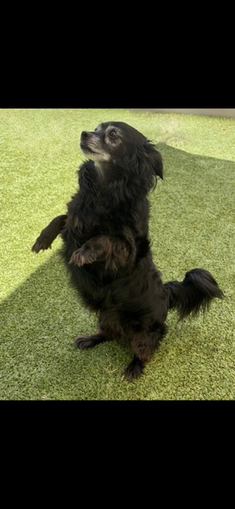 Enlarge Spunky Silas * * Foster Needed in Mass Shelter* *, a Adoptable mixed breed in Randolph, MA image 4/4