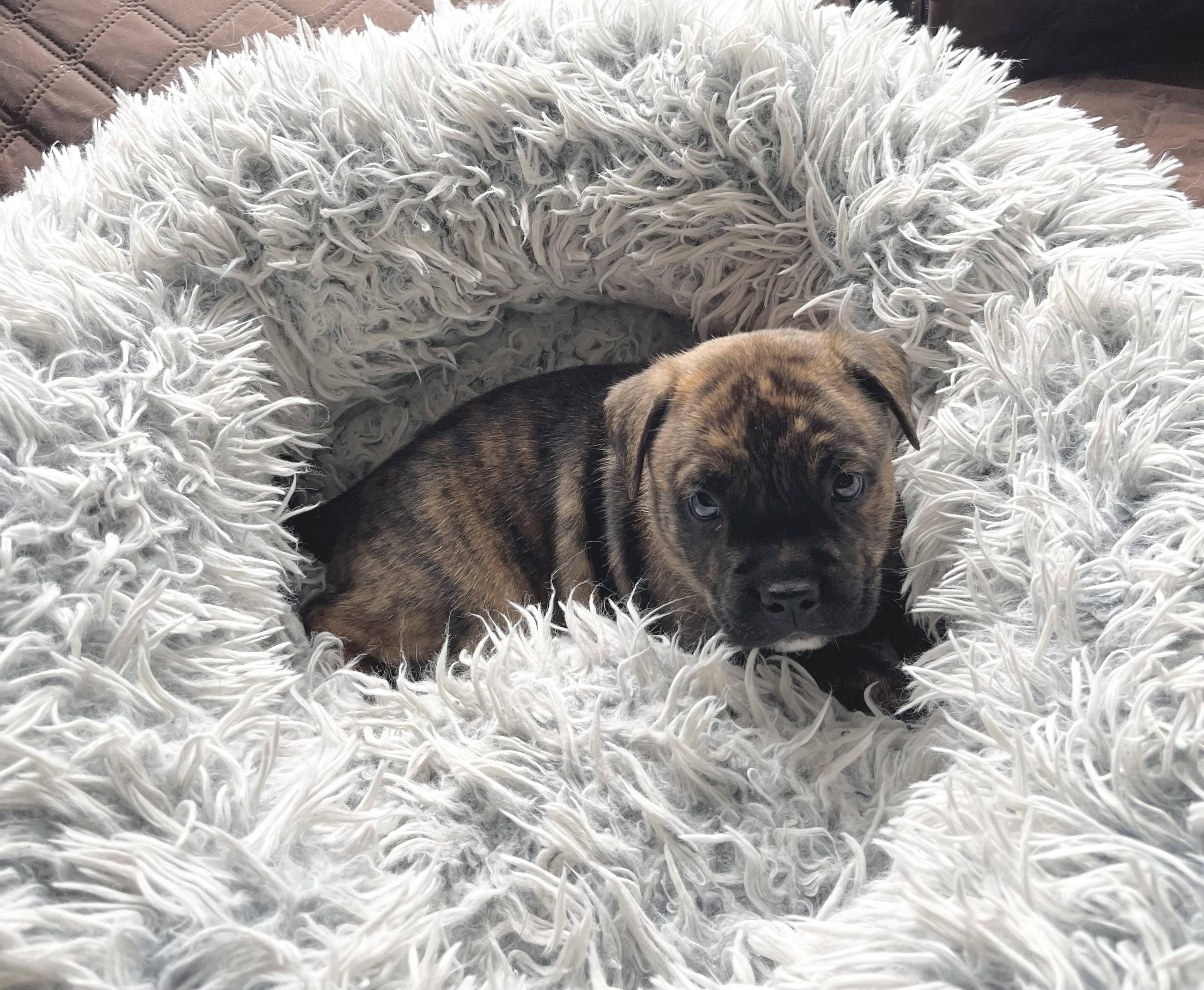 Enlarge Shermy, a Adoptable mixed breed in Annapolis, MD image 3/6