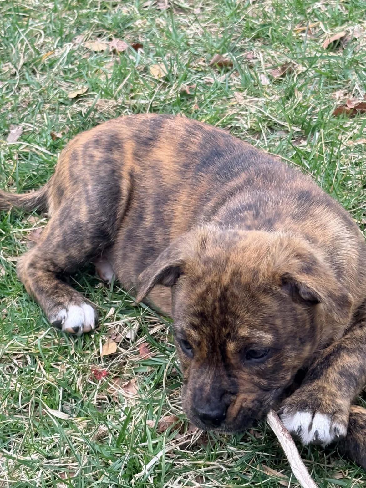 Enlarge Shermy, a Adoptable mixed breed in Annapolis, MD image 2/6