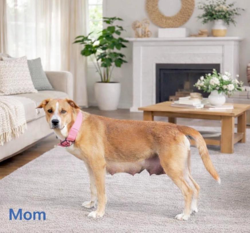 Enlarge Shermy, a Adoptable mixed breed in Annapolis, MD image 6/6