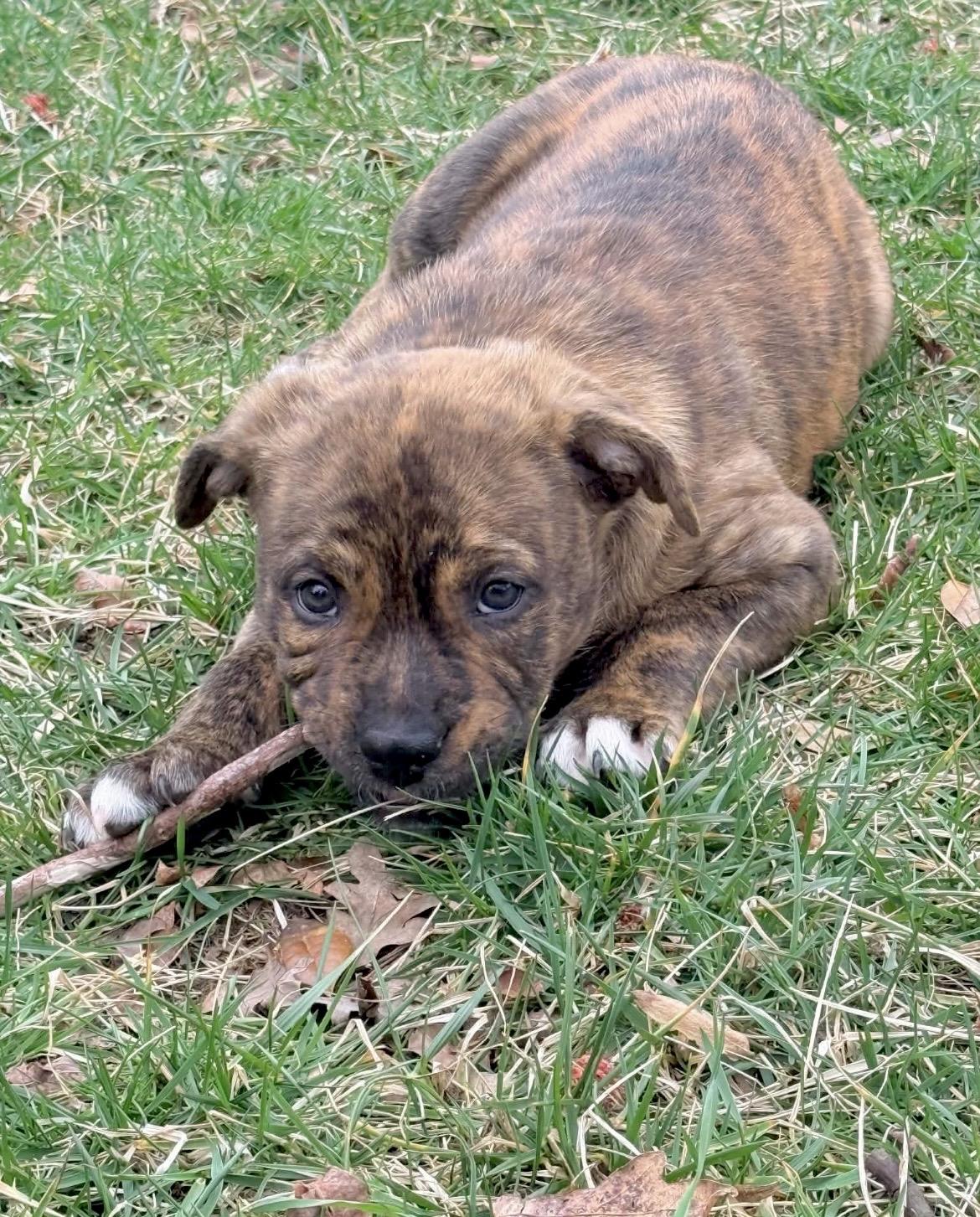 Shermy, Adoptable, Puppy Male American Staffordshire Terrier & Boxer.