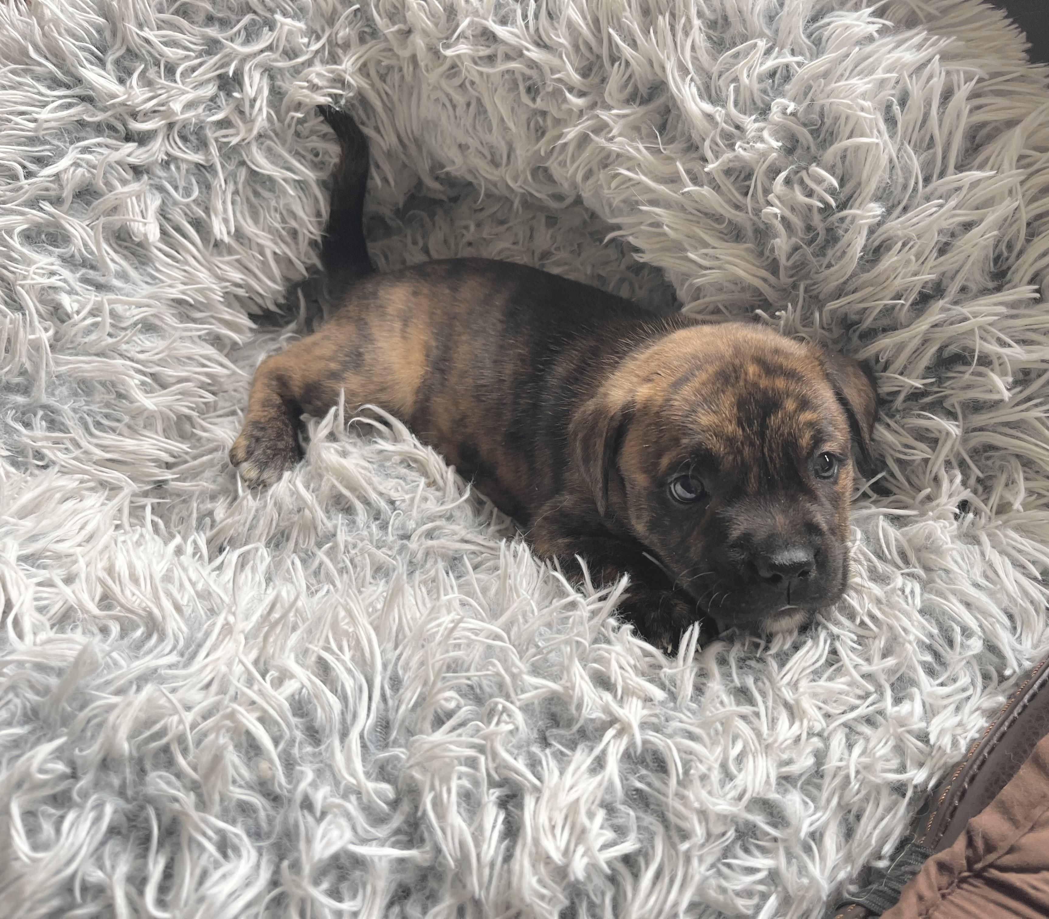 Enlarge Shermy, a Adoptable mixed breed in Annapolis, MD image 4/6