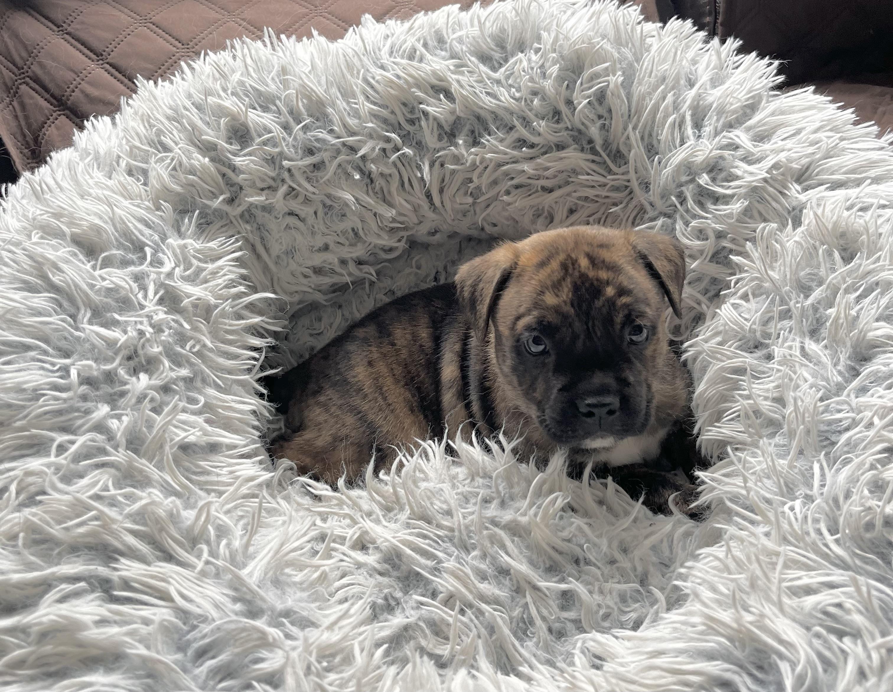 Enlarge Shermy, a Adoptable mixed breed in Annapolis, MD image 5/6