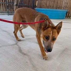 Templeton (Foster or Adopter) photo