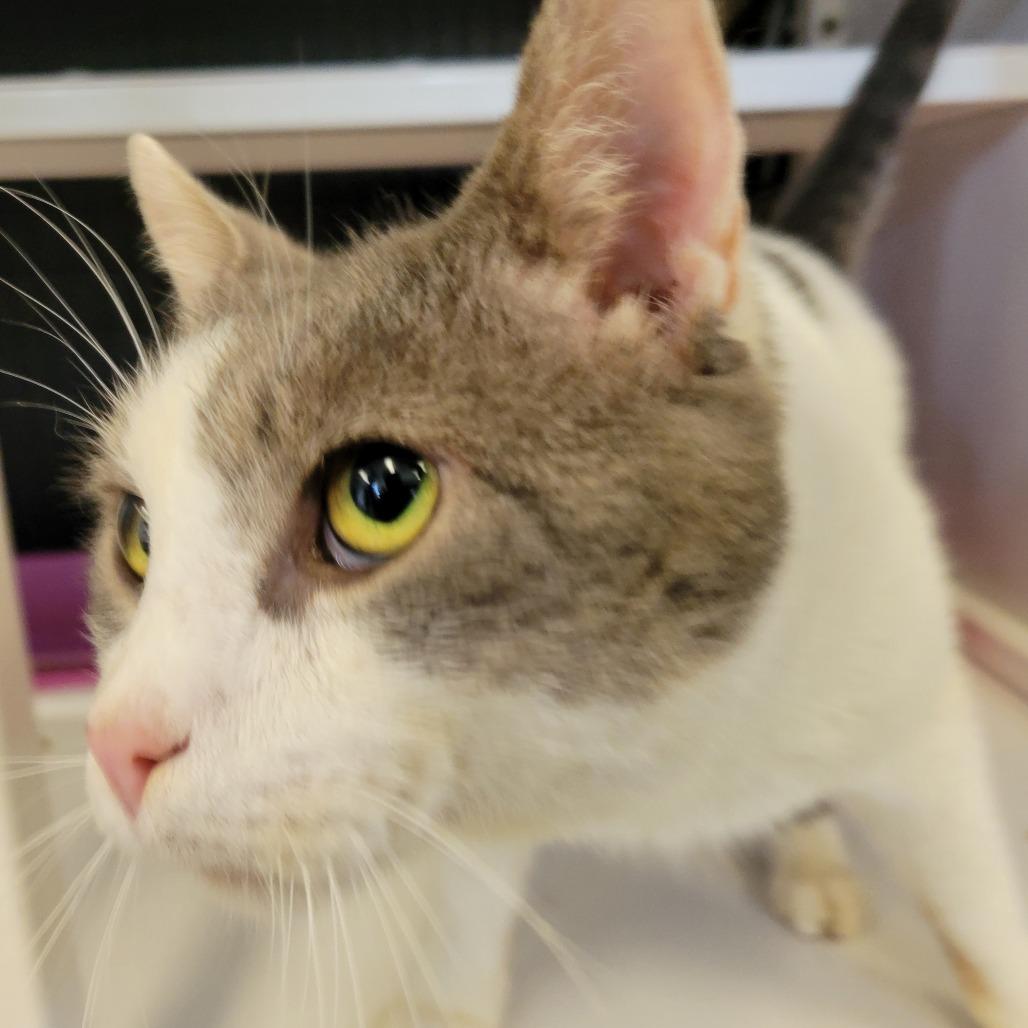 Enlarge Sprout, a Adoptable Domestic Short Hair in Ruckersville, VA image 1/6